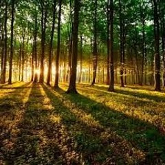 Quran 28   Surah Al Qasas سورة القصص   Sheikh Saud Ash Shuraim