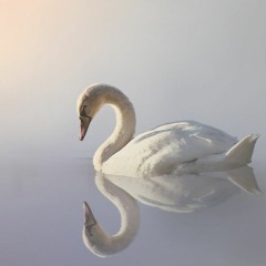 Swan Lake