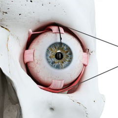 eye_sockets