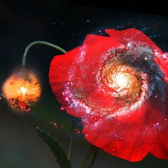 Out Of Bloom : Hinageshi Edition