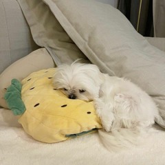 mochi.
