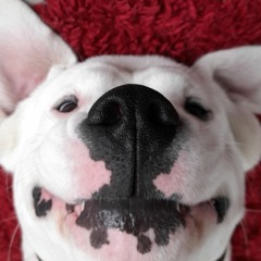 Harry Nach - Inmadurez (Audio Oficial)