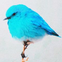 a little song about birds