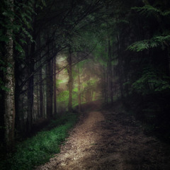 On the Forest Path With You