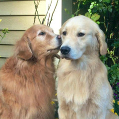 в памяти (corn)