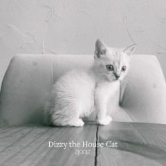 Dizzy The House Cat