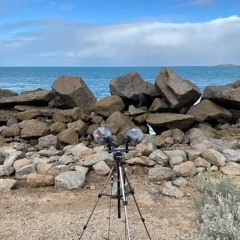 FKISM: "Bridal Spray", Granite Island (Nulcoowarra), August 2023