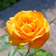A Sunshine Hornpipe