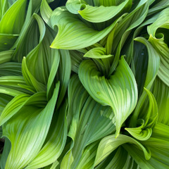 Eupocalyptus