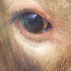 OLHO DE BOI   -   OX`S  EYE