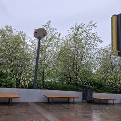 rainin
