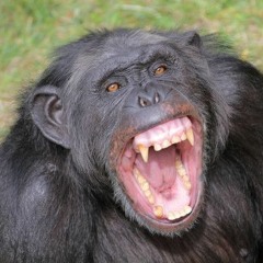 Gombe Chimpanzee War