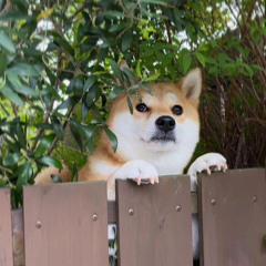 familiar sight//sounds