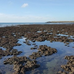 大潭藻礁水下聲景 Underwater soundscape of Datan algal reef