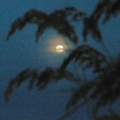 EastCoastPanic (prod. by MAJZKLUANI)