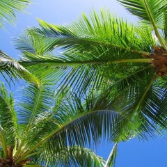 🌴🌴