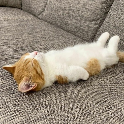 me when its naptime (im having great dreams)