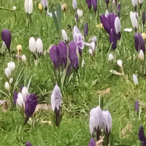 spring is coming.