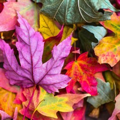 Wicked by LEAF, mixed and mastered by Tommaso Nardini