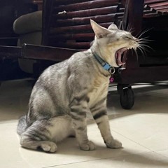 Khi Âm Thanh Là Liều Thuốc Chữa Lành :)))