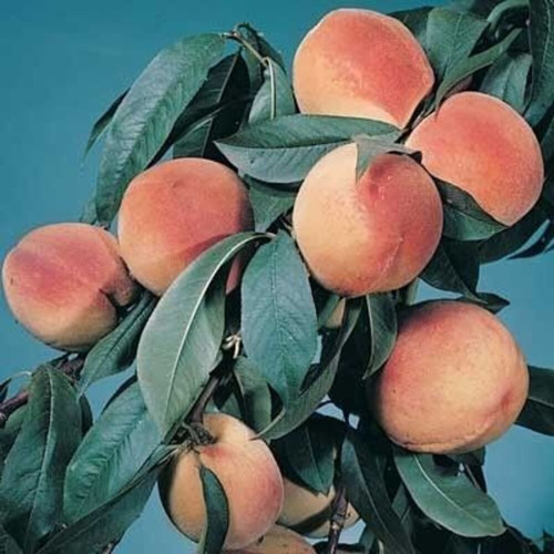 peach tree (prod. @gathelms) **AVAILABLE ON ALL STREAMING PLATFORMS**