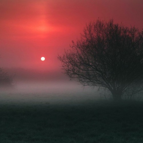 Sweet Decadance - Requiem For A Fallen Tree