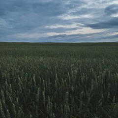 Field Journal Companion - Summer 2021