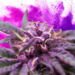 FLOR DE JAMAICA