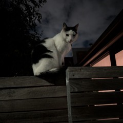 Cacola - Bright Eyes In the Dark