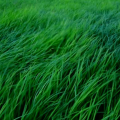 Wehendes Gras (1979)