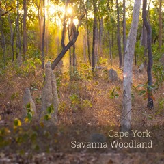 Album Sample - 'Cape York: Savanna Woodland'