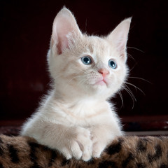 Sweety puss