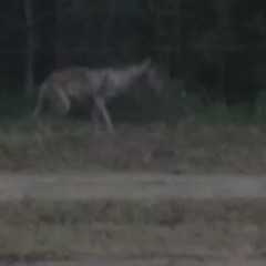 el chupacabra (original mix)