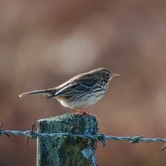 Meadow Pipit of Aghatirourke