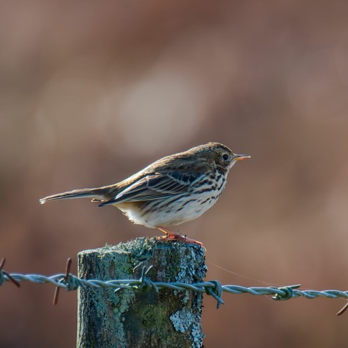 Meadow Pipit of Aghatirourke