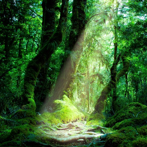 Forest Road
