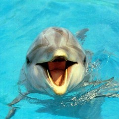 The dance of the dolphins