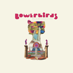Stream Northern Lights Bowerbirds Listen online for free on