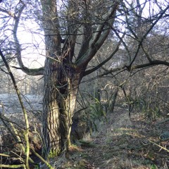 In The Forest By Her House