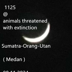 Podcast 1125 @ Animals Threatened With Extinction Sumatra - Orang - Utan ( Medan ) 08 11 2024