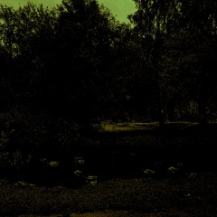 The Forest In The Night