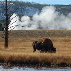 Review Special Price Yellowstone Lower Loop Guided Tour From Cody Wyoming