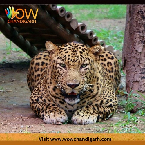 Stream Greatest Zoo Of Northen Region | Chhatbir Zoo Chandigarh by Wow  Chandigarh | Listen online for free on SoundCloud