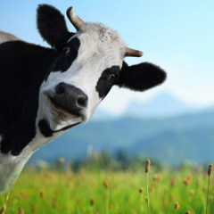 Atom Heart Who?! (Pink Floyd Cover)