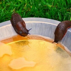 Productive Slug (Mix 1)