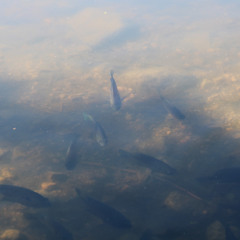 Submission Plaza Theme