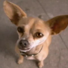 yo quiero taco bell