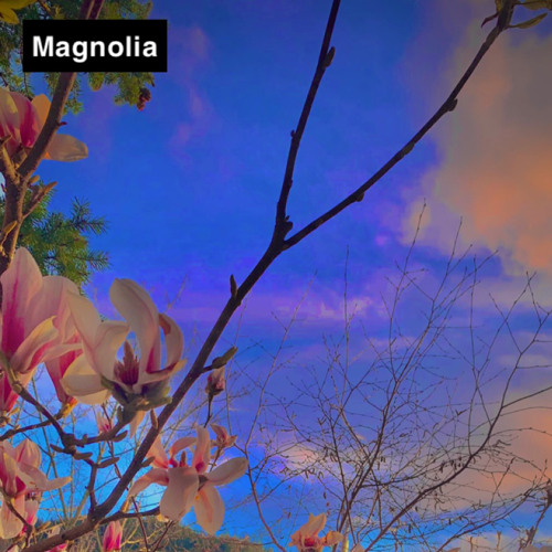 MAGNOLIA .mp3