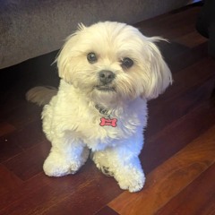 frozee prod 1searchlight