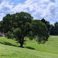Views of an American Elm: I. Late Summer